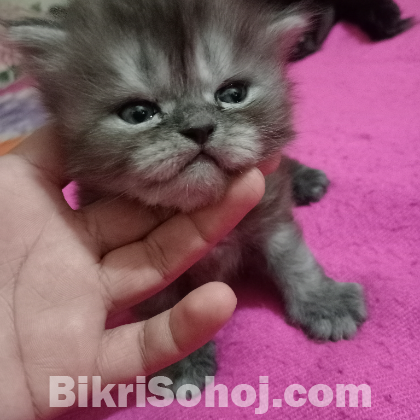 Male cat sell